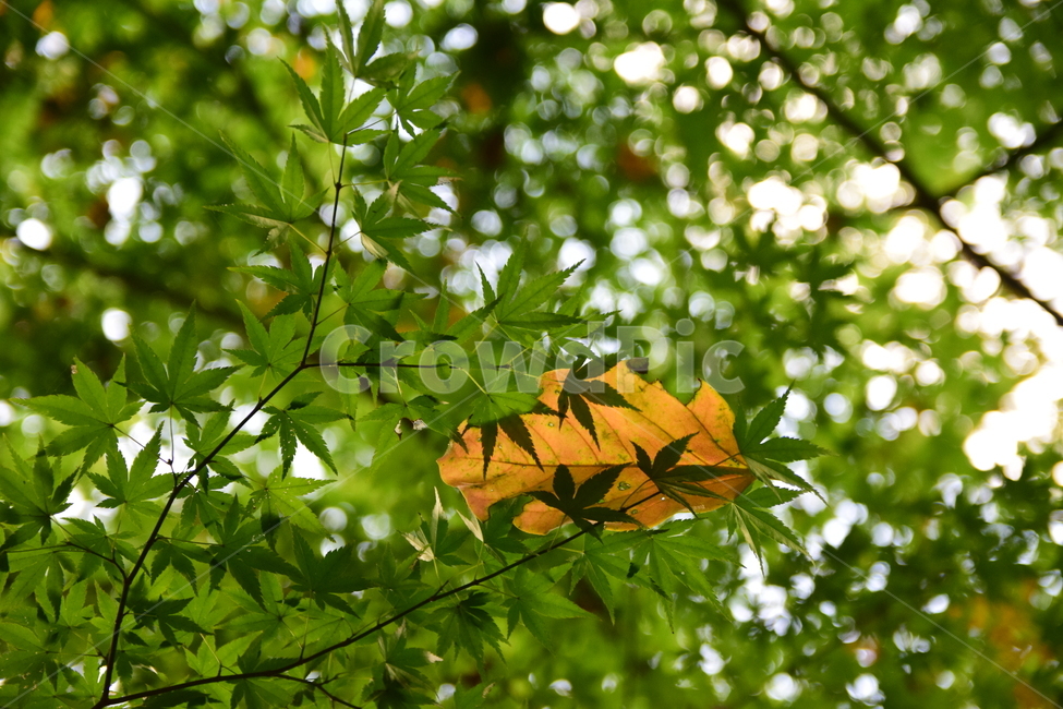 단풍,단풍나무,단풍잎,나뭇잎,잎,가을,청단풍,maple,leaf,leaves,autumn,식물,자연,plants,nature