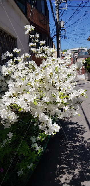 꽃,민들레꽂,동네,햇빛,풍경