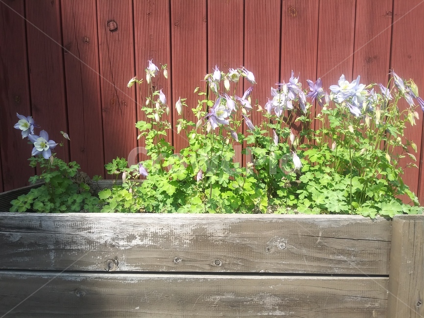 plant,식물,outdoors,옥외,pottedplant,화분,배경화면,봄,화사한,spring,shiny