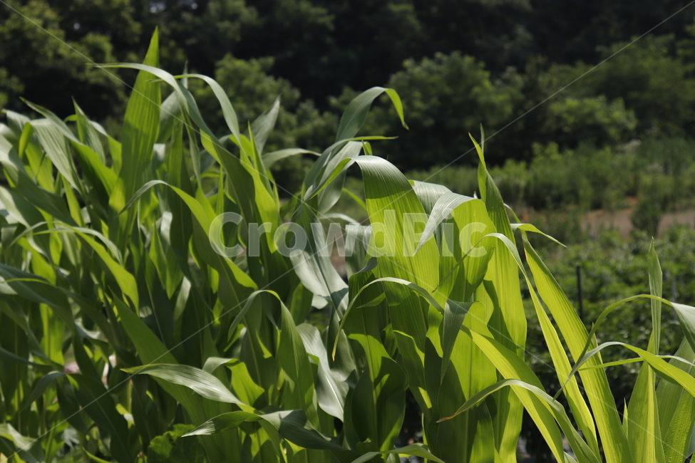 자연,녹색,풀,옥수수잎,식물,plant,빛