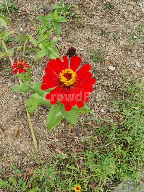flower,blossom,꽃,식물,빨간꽃,식물,자연,plants,nature,꽃,flower