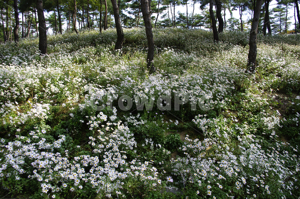 나무,숲,구절초,꽃,풍경,식물,flower,vegetation,초목,plant,tree