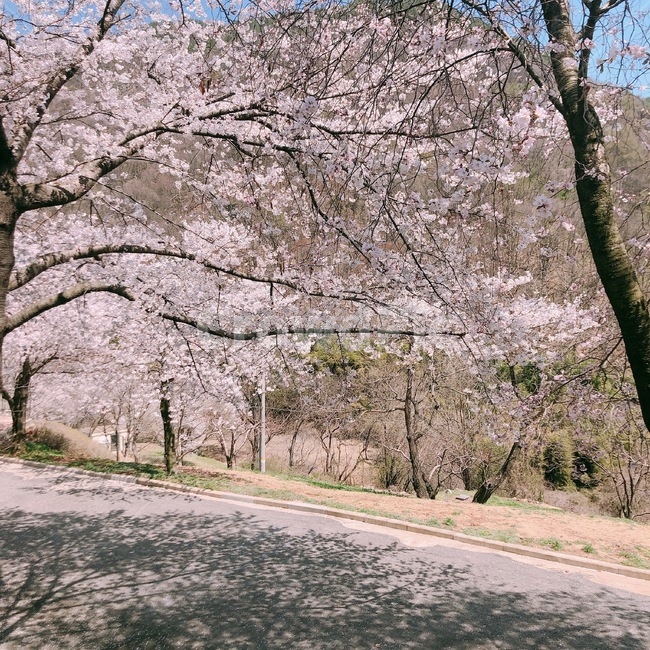 하늘,나무,벚꽃,봄,분홍