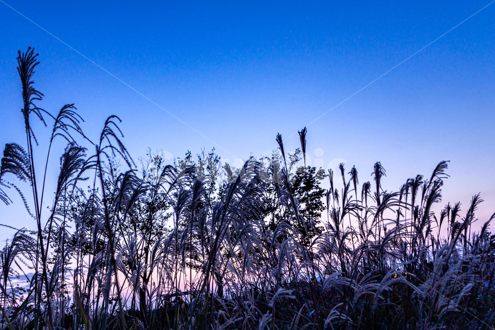 잔디,억새,식물,lawn,plant,가을,계절,fall,autumn,season,식물,자연,plants,nature,grass,reed,갈대