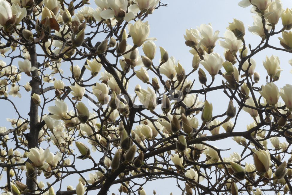 하얀꽃,꽃,꽃봉오리,봄,나무,열매,감성,봄,계절,spring,season,식물,자연,plants,nature,꽃,flower,plant