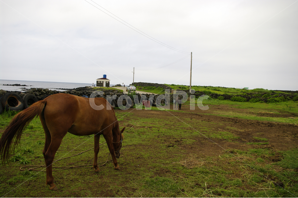 말,제주,동물,animal,포유류,자연,풍경,nature,landscape,한국자연풍경,한국자연경관,korea nature landscape,제주도,jeju,jeju island,동물,animal,포유류,mammal,산업,industry,industrial,목축업,목장,livestock farming,ranching,pasture,outdoors,옥외,grassland,목초지,field,들,horse