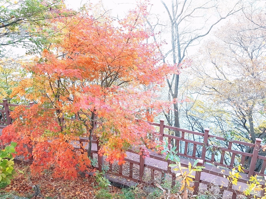 단풍,내장산,가을,풍경,다리,적막,한적함,나무,국립공원,가을,계절,fall,autumn,season,tree,plant,식물,maple
