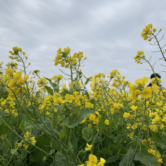 유채꽃,제주도,노란색,꽃,봄,유채꽃밭