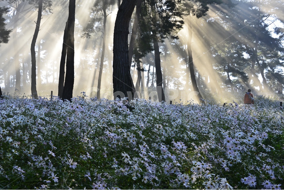 정음,구철초공원,구절초,구절초축제,빛내림,flare,플레어,light,빛,human,인간,person,사람,plant,식물