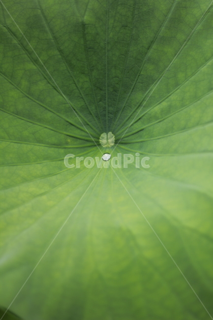 연잎,lotusleaf,leaf,plant,식물,flower,lotus,연꽃,nature,자연,물방울,식물,자연,plants,nature