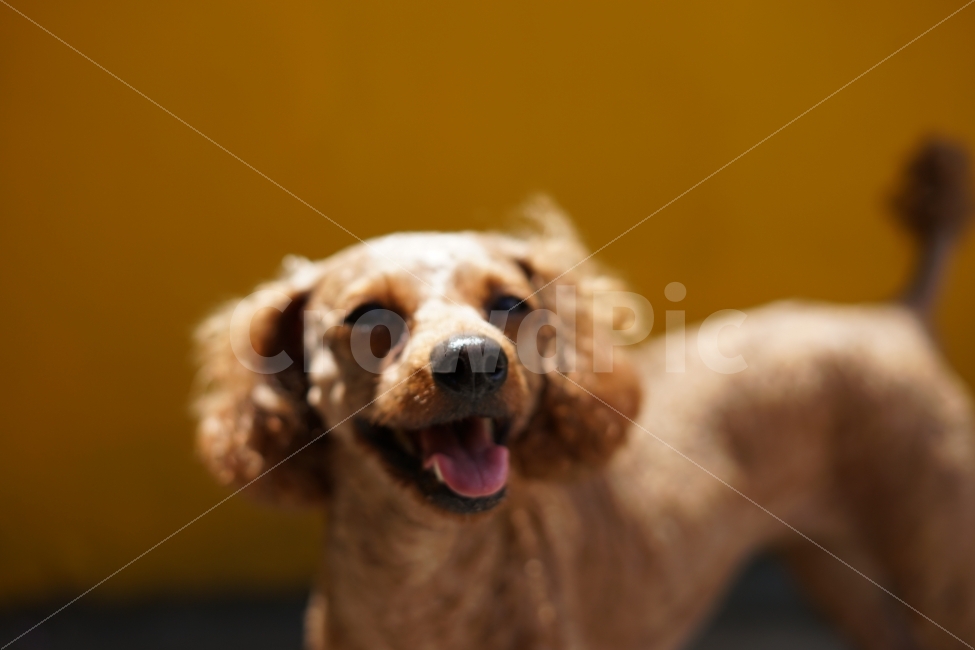강아지,푸들,동물,스마일,웃음,개,노란색,동물,animal,포유류,mammal,개,강아지,dog,doggy,감정표현,기분,feeling,emotion