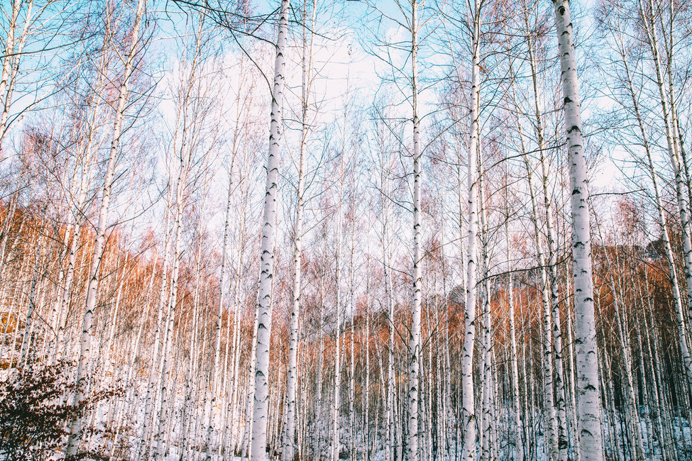 설경,눈풍경,자작나무숲,인제,자작나무,풍경,풍경사진,여행사진,여행,자연,nature,landscape,식물,plants,나무,trees,wood,흑백,모노톤,monochrome,blackandwhite,감성,한국자연풍경,한국자연경관,koreanlandscape,눈꽃,원대리,배경,백그라운드,snow,겨울,계절,winter,season,자연,풍경,nature,landscape,식물,plants,나무,trees,wood,감성,sensible,feeling,plant,tree