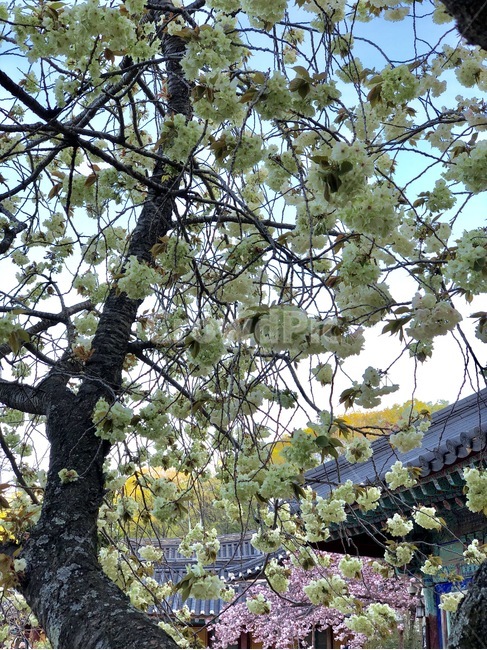 개심사,서산,아침,꽃,벚꽃,청벚꽃,한국전통,한국문화,korean traditional,korean culture,식물,자연,plants,nature,꽃,flower,나무,trees,wood,종교,신앙,religion,belief,faith