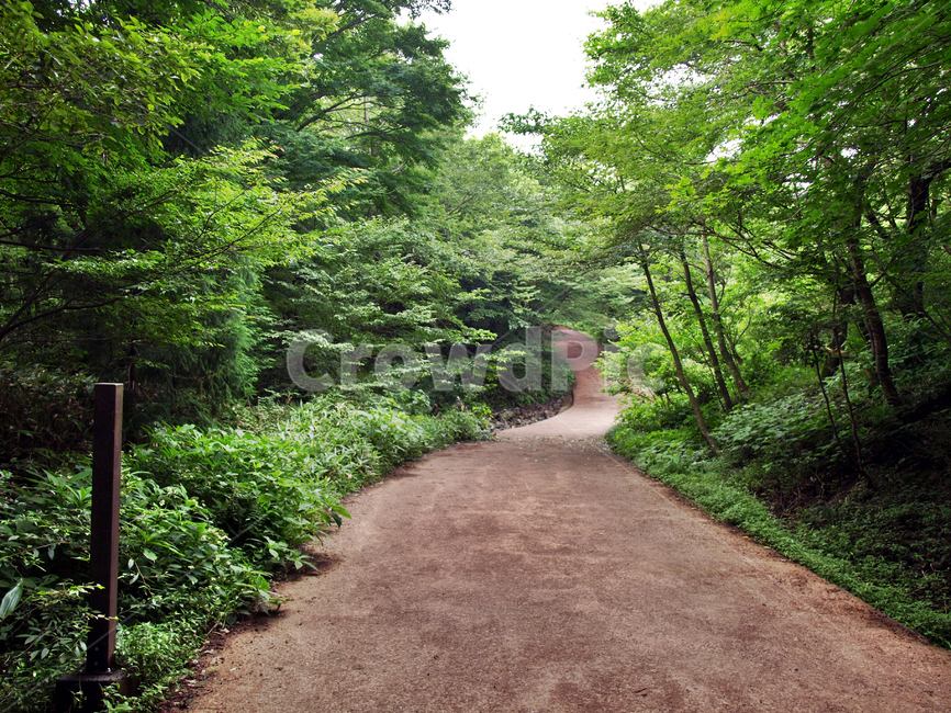 숲,숲길,사려니숲길,제주,자연림,휴양림,힐링,명소,비경,나무,풍경,자연,gravel,자갈,road,도로,dirt road,흙길,tree,plant,식물