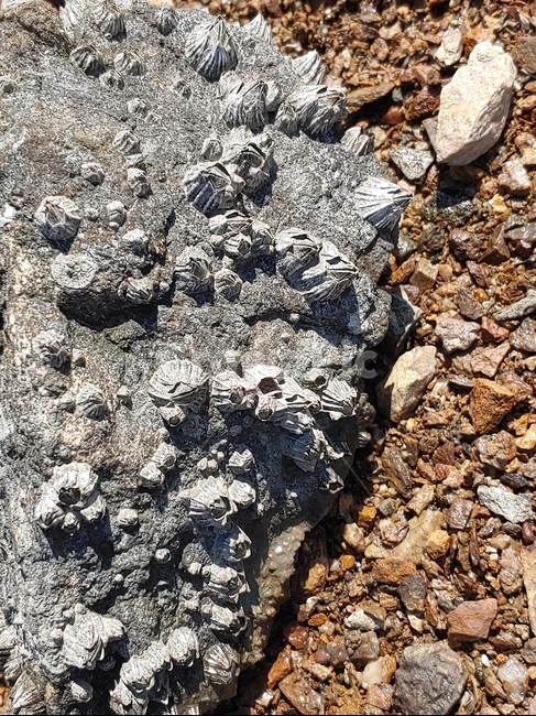 따개비바위,따개비,바위,barnacle,rock