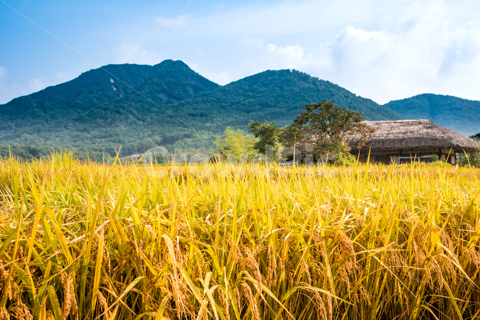 외암민속마을,민속마을,전통,초가집,농사,벼,가을,가을,계절,fall,autumn,season