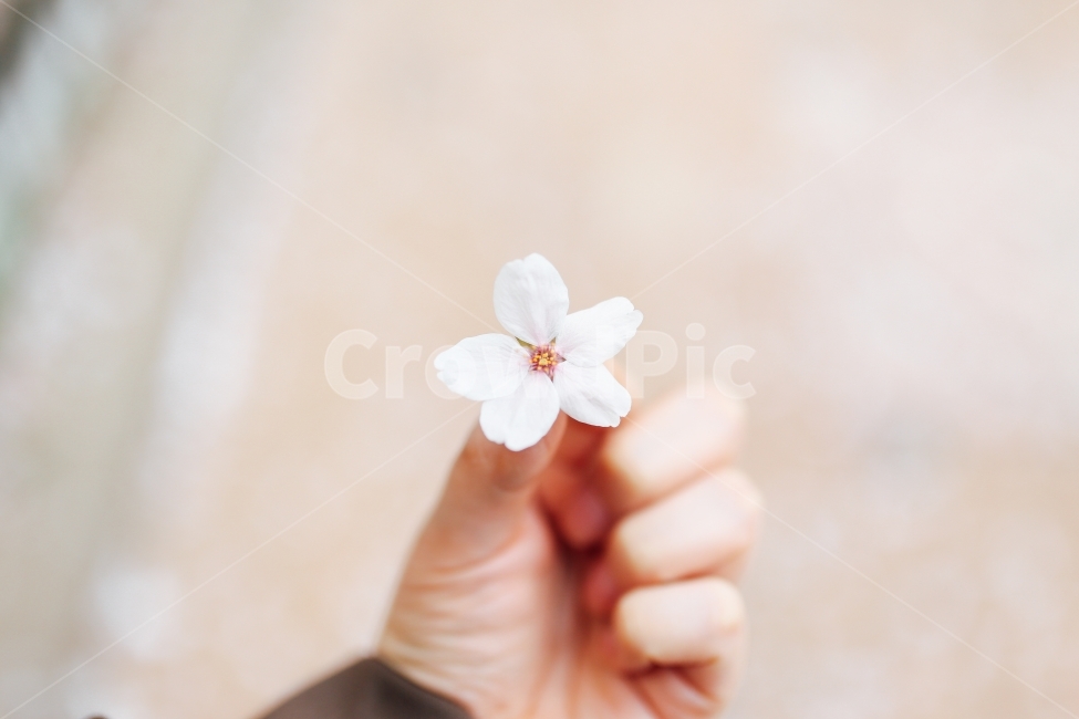 벚꽃,꽃,봄,봄날,감성,봄,계절,spring,season,꽃,flower,감성,sensible,feeling,plant,식물