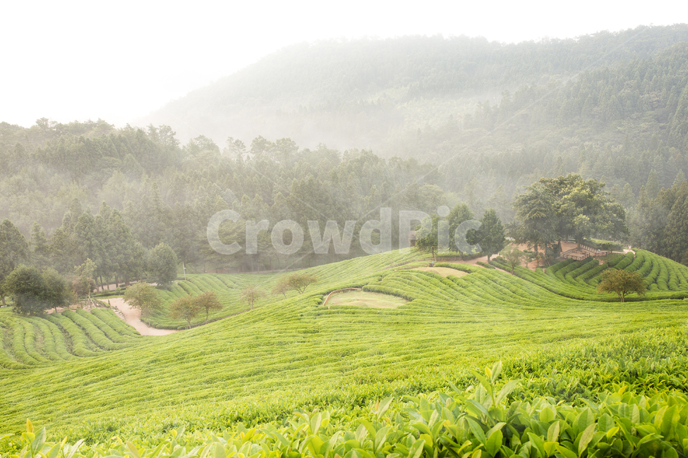 보성다원,녹차밭,일출,보성녹차밭,보성녹차,녹차,아침다원,다원의아침,녹차밭의아침,안개낀다원,안개,자연,풍경,nature,landscape,한국자연풍경,한국자연경관,korea nature landscape,outdoors,옥외