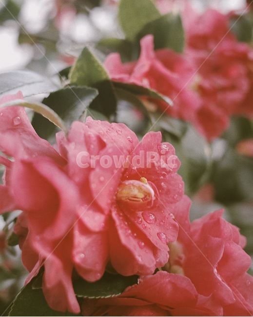 꽃,자연,식물,flower,접사,온실,정원,식물,자연,plants,nature,꽃,flower,감성,sensible,feeling