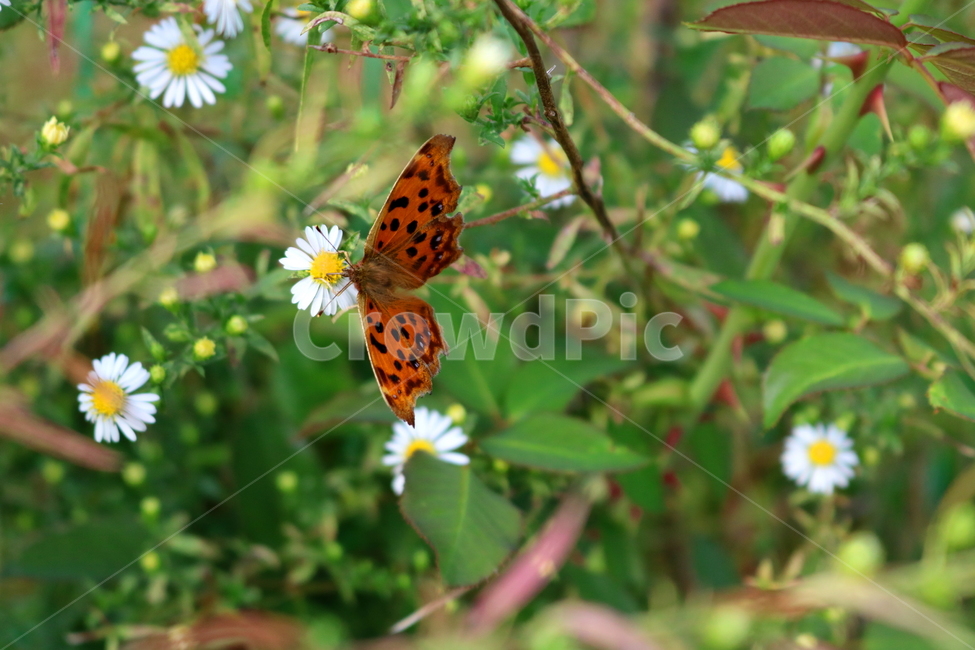leopard butterfly,white flower,nature,hairless,mugwort,small flower,flower,wildflowers,Chrysanthemum,butterfly,American mugwort,plant,Asteraceae,insect,animal,wild flowers