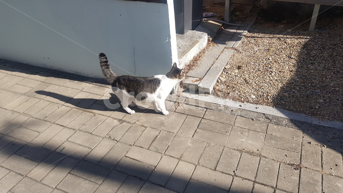 고양이,cat,골목,마당,길고양이,길냥이,flagstone,판석,주택가