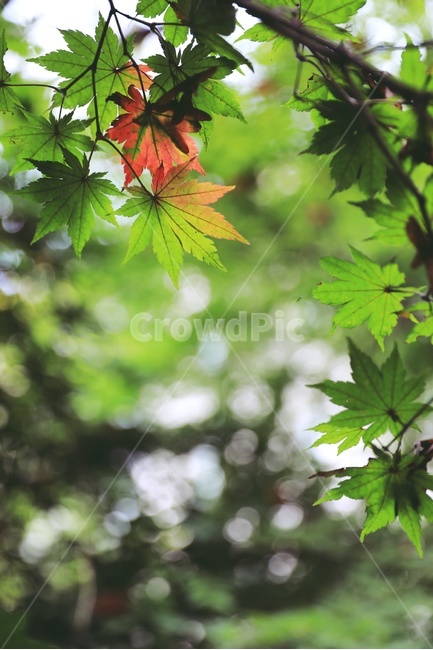 단풍잎,녹색단풍잎,나무,녹색,홍일점,tree,green,maple,nature,식물,자연,plants,nature