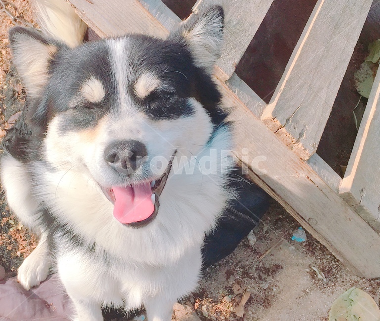 강아지,반려견,개,웃는개,멍멍이,동물,animal,포유류,mammal,개,강아지,dog,doggy