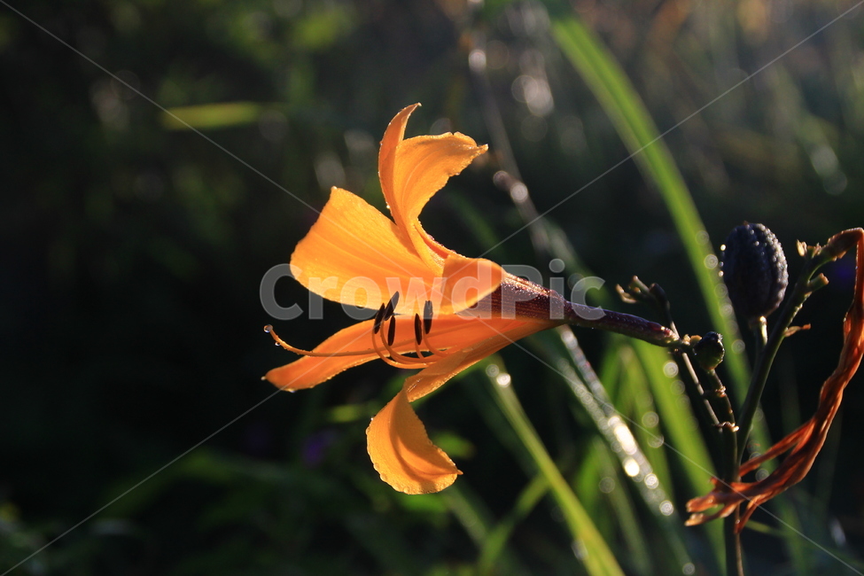 꽃,여름,노란색,나리꽃,야생화,식물,자연,plants,nature,꽃,flower