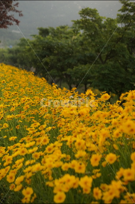 금계국,노랑색,꽃,풍경,봄,맑음,식물,자연,plants,nature,꽃,flower