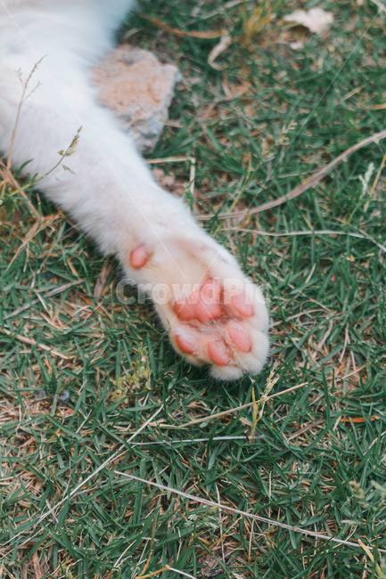 고양이,길고양이,길냥이,동물,고양이발,고양이발바닥,고양이발모양,고양이젤리,발바닥젤리,동물발,냥젤리,고양이분홍젤리,냥이발,분홍발바닥,냥이발바닥