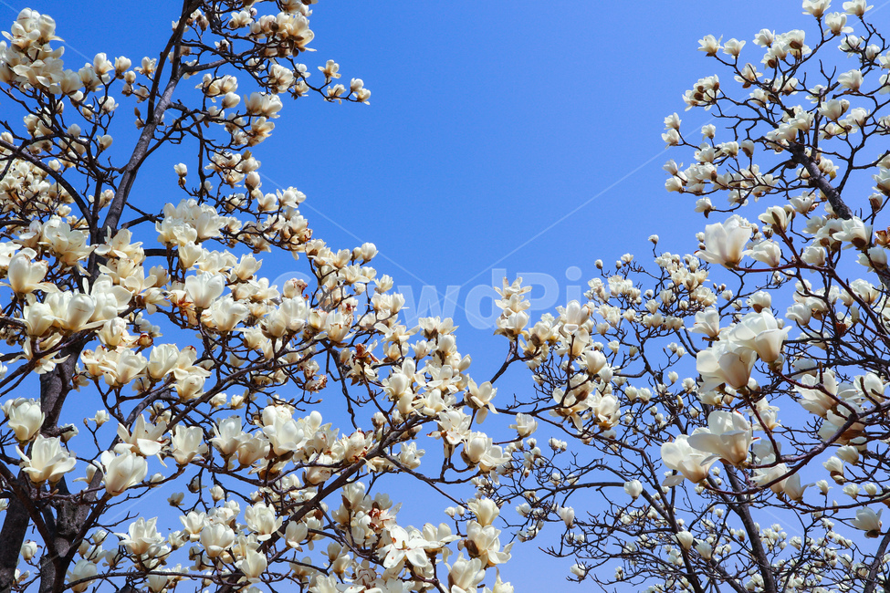 봄,sping,목련,목련꽃,magnolia,하늘,sky,skyblue,흰색,흰색꽃,white,flower,blossom,식물,plant