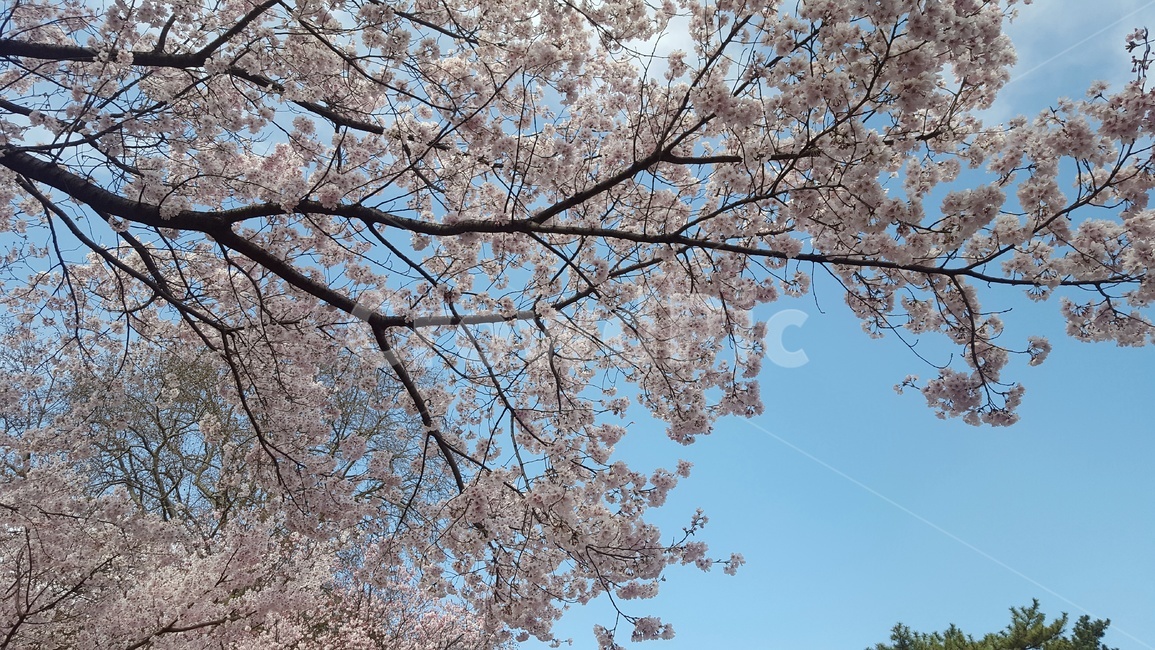 plant,blossom,flower,꽃,cherryblossom,벚꽃,자연,봄,계절,spring,season