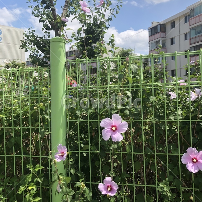 식물,꽃,plant,무궁화,여름