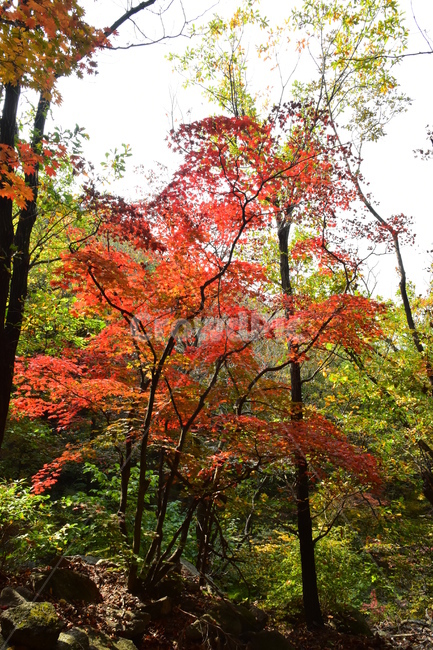가을,단풍,자연,풍경,북한산,잎,단풍잎,붉은,나무,계절,계곡,숲,힐링,plant,fall,autumn,season,forestnature,landscape,한국자연풍경,한국자연경관,korea,tree,maple,leaf,가을,계절,fall,autumn,season,자연,풍경,nature,landscape,식물,plants,나무,trees,wood