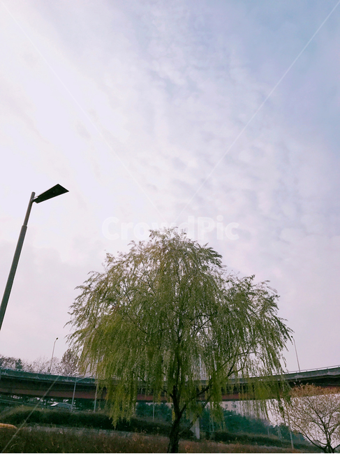 나무,하늘,구름,하늘색,초록색,식물,자연,plants,nature,나무,trees,wood