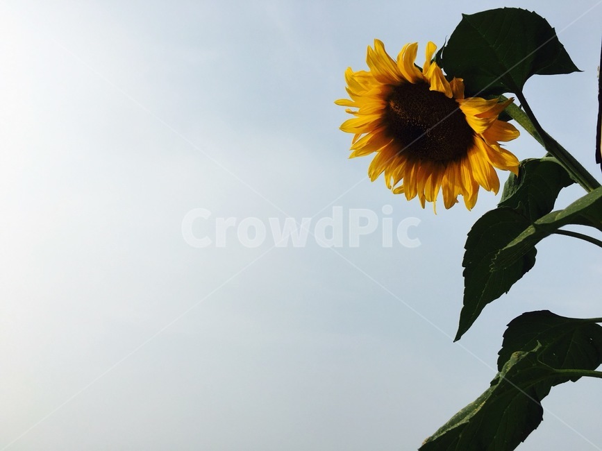 해바라기,풍경,꽃,가을,해바라기씨