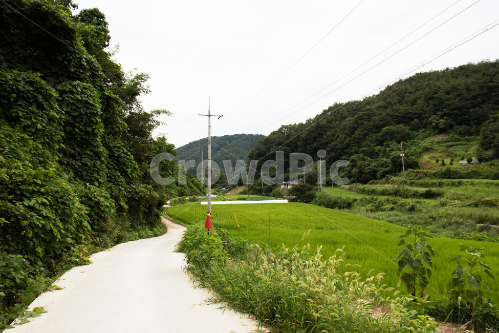 하늘,sky,옥외,nature,자연,land,땅,산,나무,경치,자연경관,자연경치,mountain,mountains,tree,grassland,목초지,field,들,outdoors,paddyfield,패디필드,countryside,시골,시골경관,시골경치,들판,밭,논,자연배경,farm,ricepaddy,scene,natureview,시골길,acountrylane,acountryroad,길,road,lane,plant,식물,grass,잔디,lawn