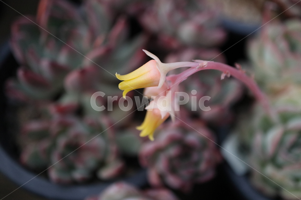 plant,식물,blossom,flower,꽃,블루미니마,미니마,다육,blueminima,echeveria,crassulaceae,돌나물과,로제트,rosette
