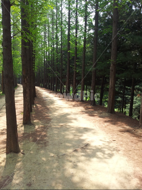 통로,나무,tree,식물,길,산책,자연,풍경,nature,landscape,path,plant