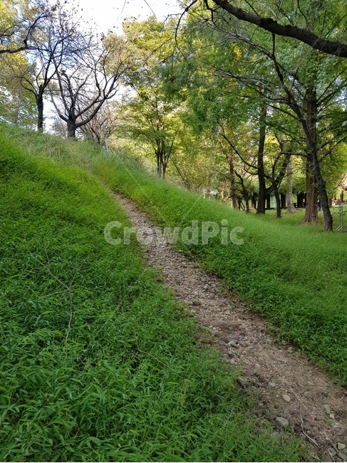 오솔길,숲,나무,잔디,작은길,식물,자연,plants,nature