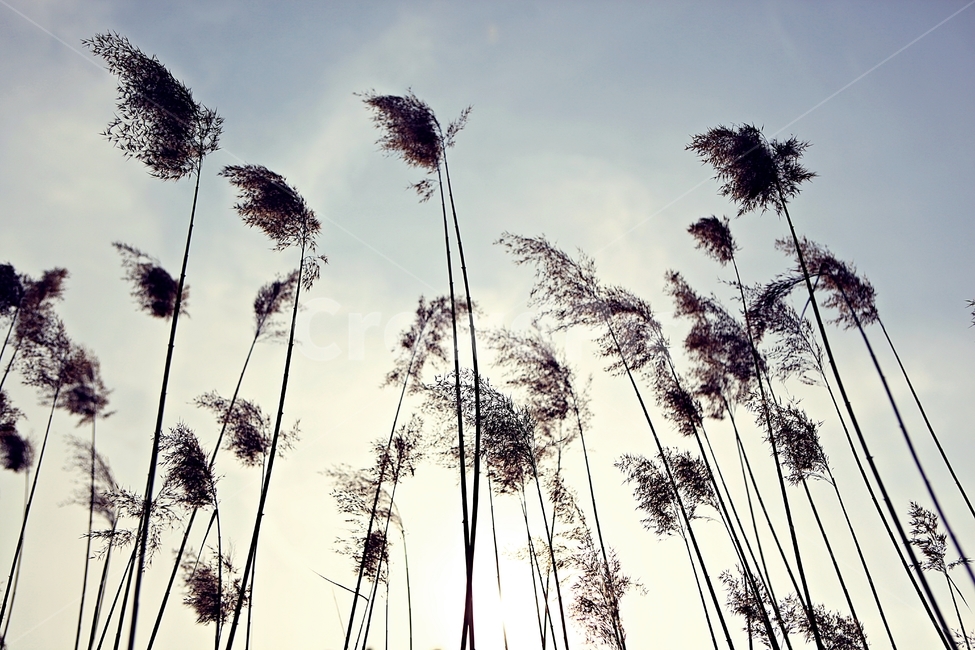 갈대,식물,자연,풍경,배경,풍광,하늘,가을,계절,fall,autumn,season,자연,풍경,nature,landscape,grass,잔디,plant,lawn,reed