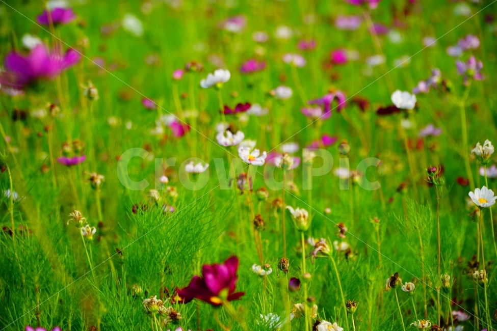 코스모스,꽃,꽃밭,정물,자연,식물,자연,plants,nature,꽃,flower