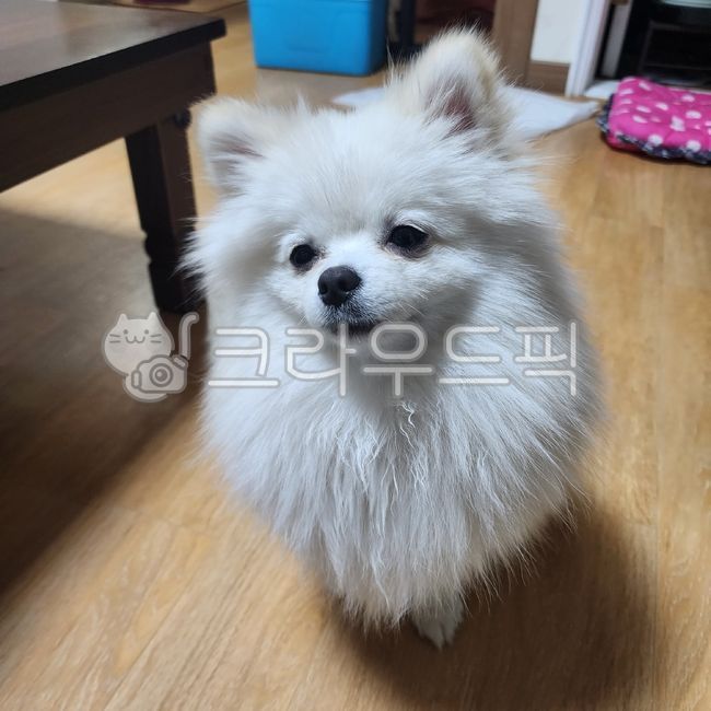 동물,애완동물,개,강아지,포메라니안