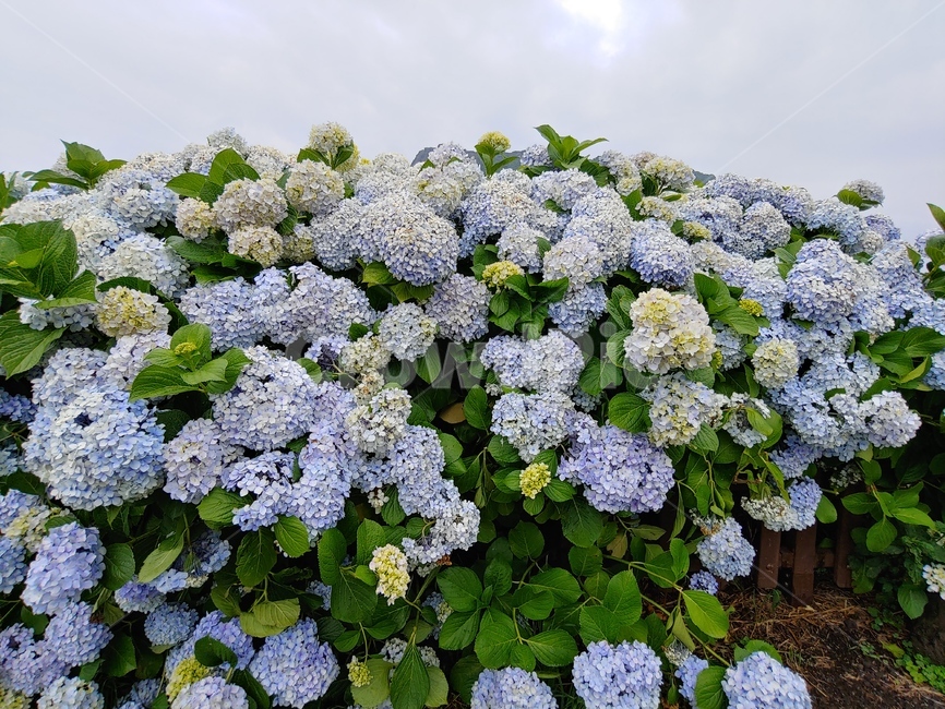 수국,초록,연보라,연노랑,풍경,flower,summer,아름다운,예쁜,beautiful,pretty