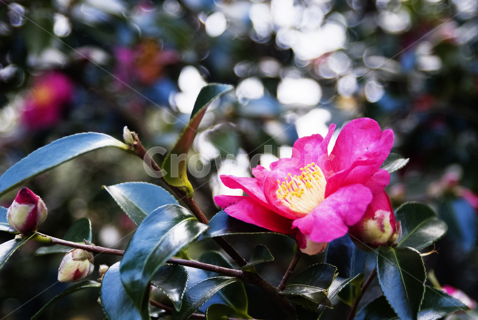 plant,꽃,동백꽃,pollen,화분,접사