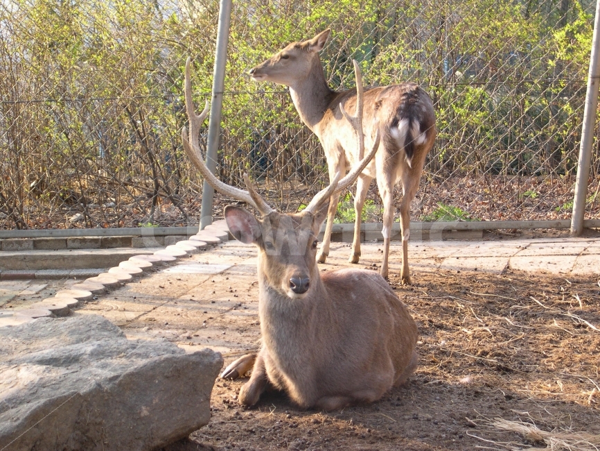 사슴,꽃사슴,녹용,뿔,가축,동물,deer,animal,동물,animal,포유류,mammal