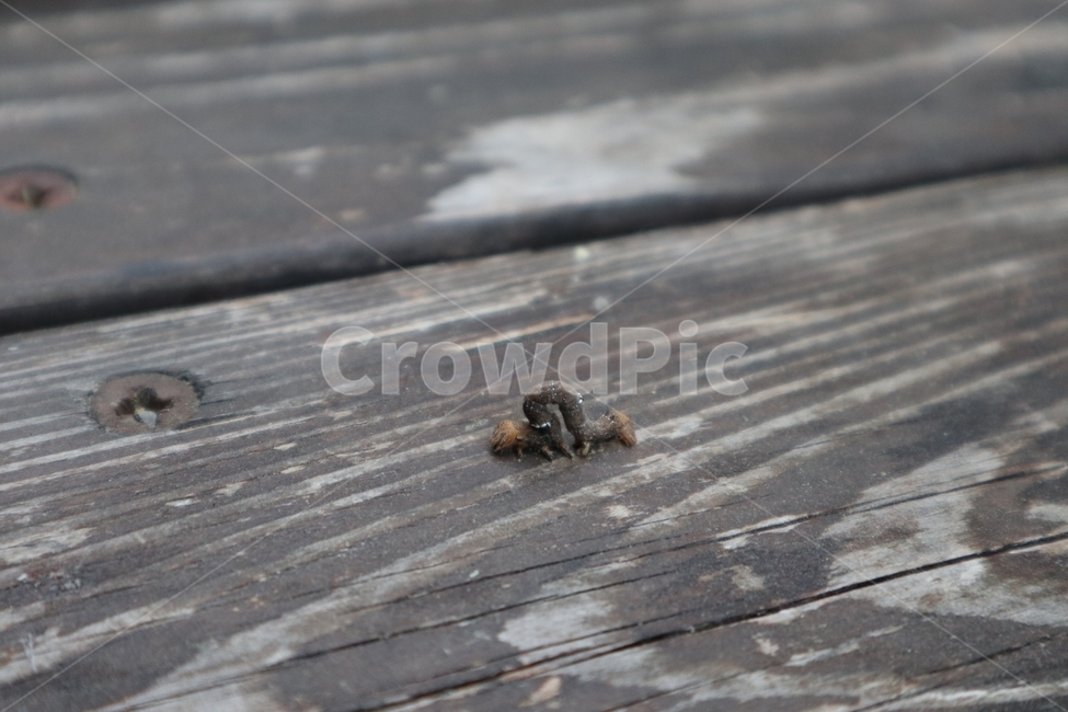 곤충,애벌레,자벌레,느린,slow,유충,꾸물꾸물,larva,insect,신기한,나뭇결,나무결,무늬,이상한,희한한,odd,wriggle,꿈틀꿈틀,자연,nature,벌레,slowly,wiggle,굼뜬