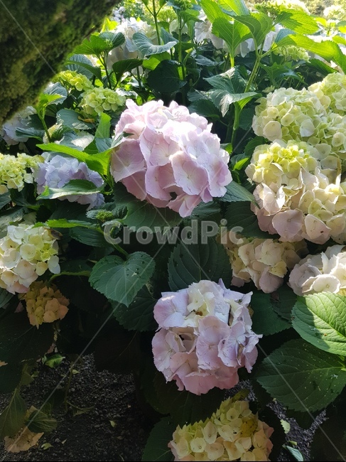 자연,꽃,수국,수국꽃,힐링,여유,식물,자연,plants,nature,꽃,flower