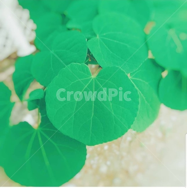 나뭇잎,편안,초록,그린,자연,하트모양,하트나뭇잎,사랑나뭇잎,잎사귀