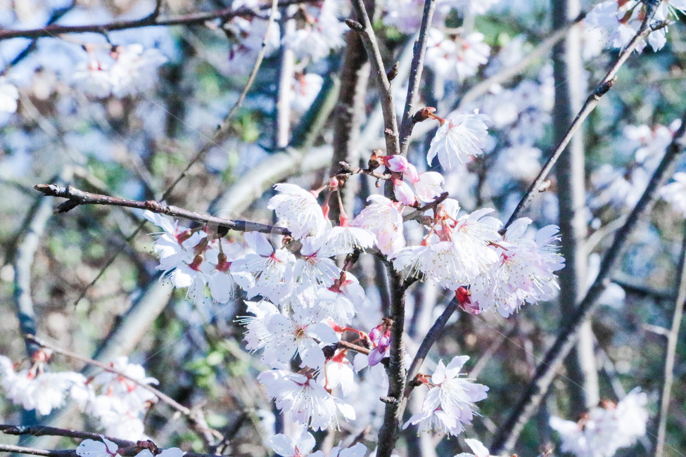plant,식물,매화,japaneseapricotflower,봄,여름,겨울,배경,꽃,blossom,flower,봄,계절,spring,season,식물,자연,plants,nature,꽃,flower